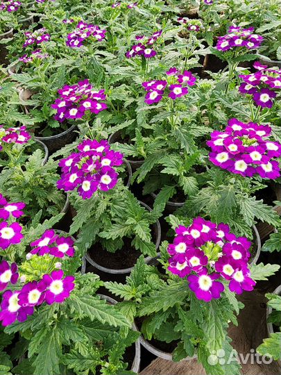 Рассада цветов