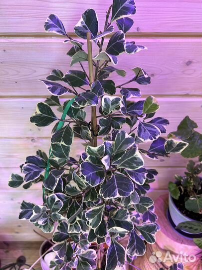 Фикус Триангулярис Али твилайт альба шрива