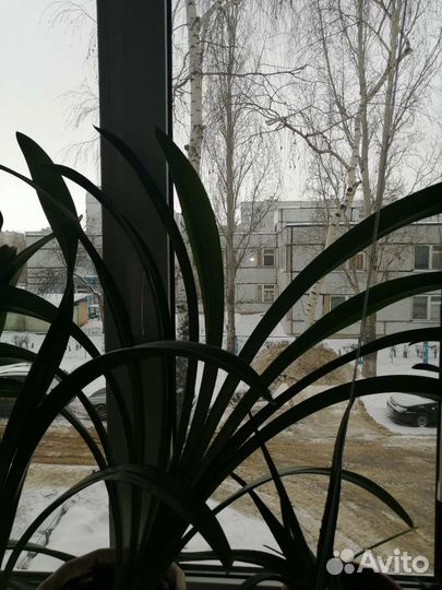 Гиппеаструм амариллис