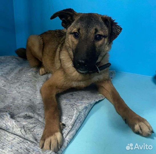 Маленькая Фокси и большие надежды обрести семью