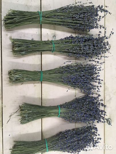 Лаванда оптом