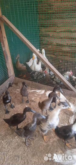 Утки индийский бегунок