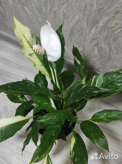 Спатифиллум Домино