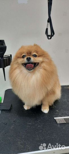 Стрижка собак и кошек