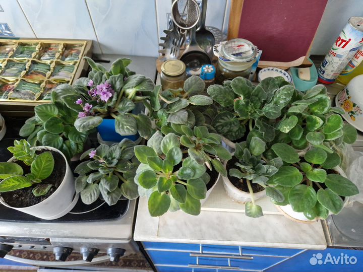 Комнатные растения