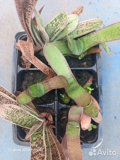 Комнатные цветы