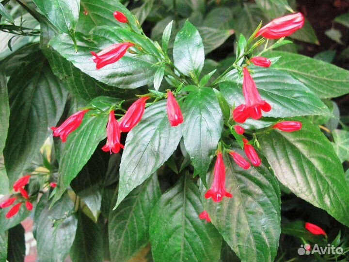 Тинантия, граптофилум, руэлии