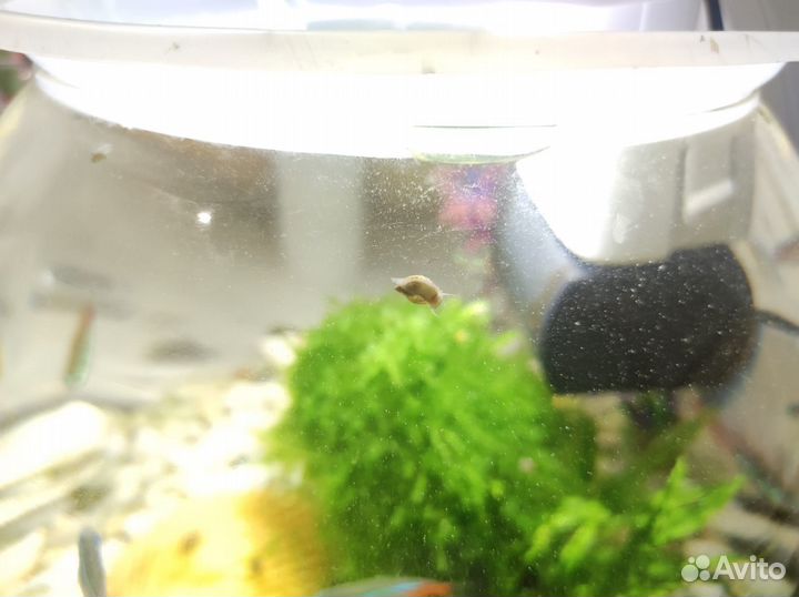 Улитки аквариумные бесплатно