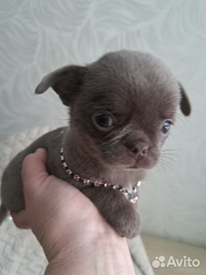 Щенки чихуахуа лиловая девочка