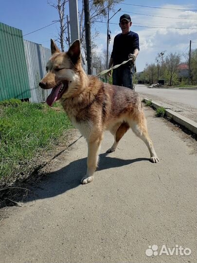 Собака