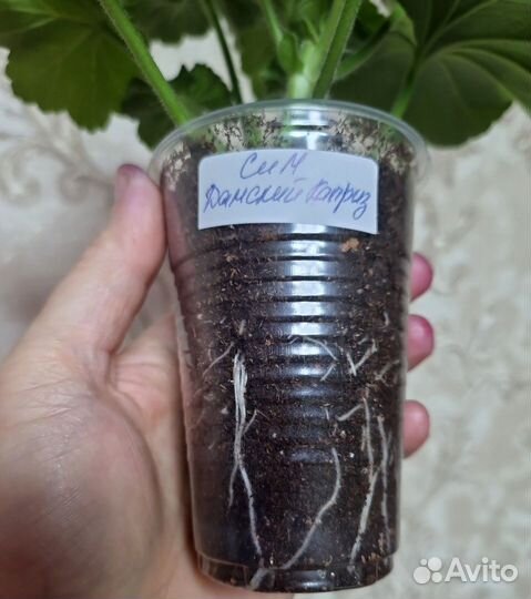 Пеларгония сортовая Сим Дамский Каприз