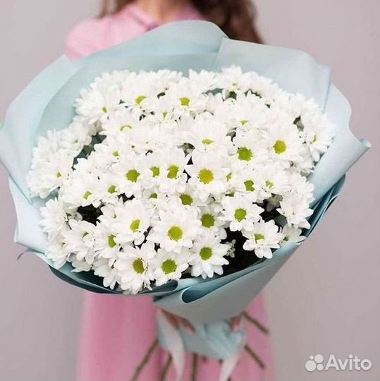 Хризантема