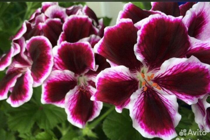 Герань Пеларгония Королевская