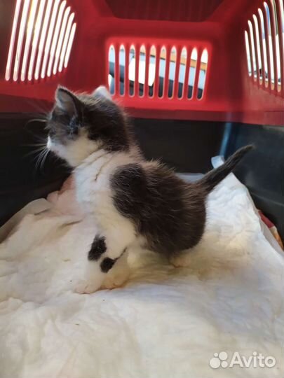 Котенок - мальчик 1 месяц,лоток отлично