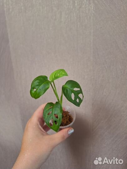 Монстера манки маск