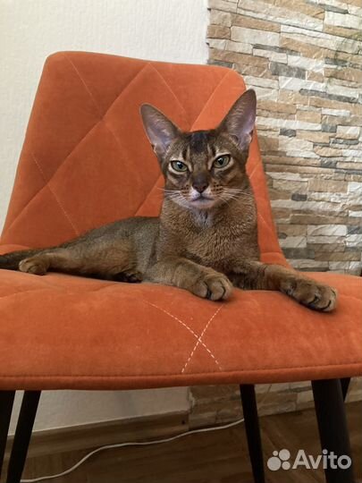 Абиссинская