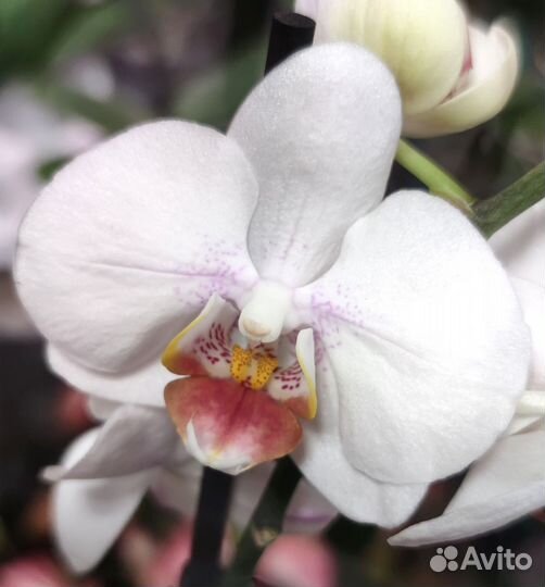 Фаленопсисы мультифлора