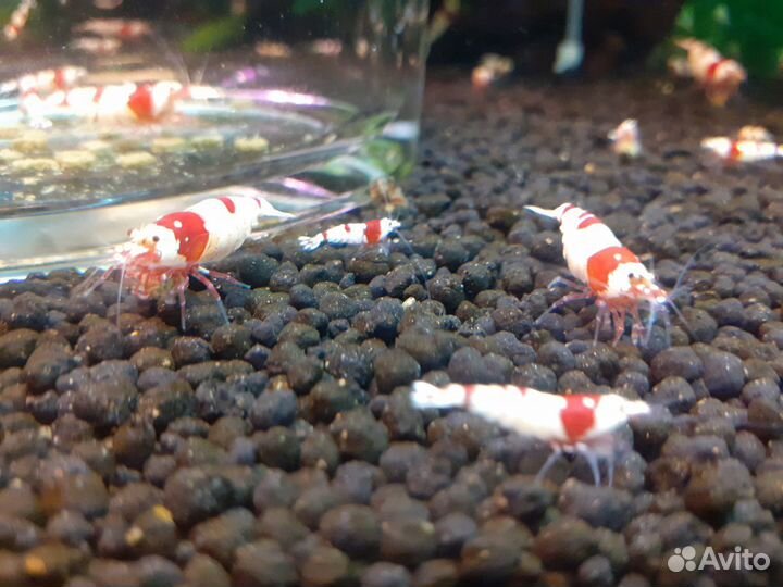 Креветки красный кристалл, неокаридины