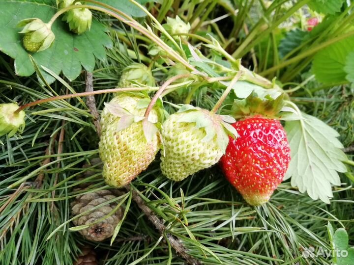 Саженцы крупноплодной клубники