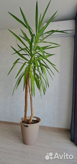 Пальма юкка живая