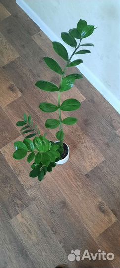 Цветы для дома замиокулькас фикус диффенбахия