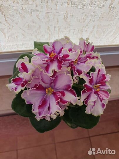 Сортовые фиалки