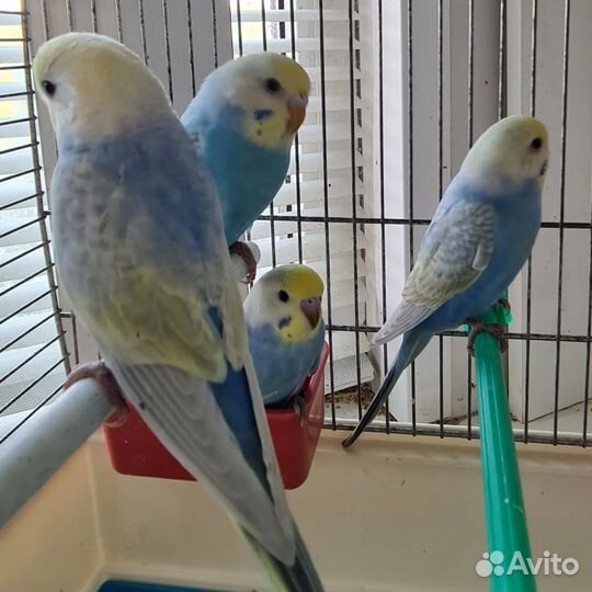 Радужные волнистые попугаи