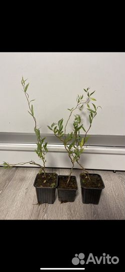 Ива Уральская извилистая