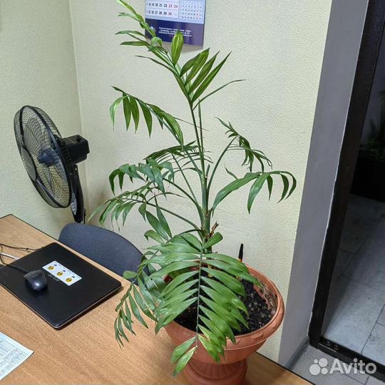 Цветок комнатный