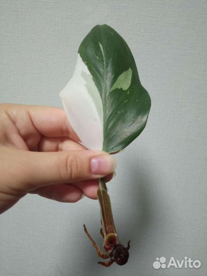 Филодендрон белый рыцарь