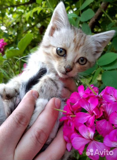 Котёнок девочка в дар