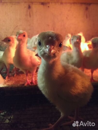 Индюшата хайбрид,бронза