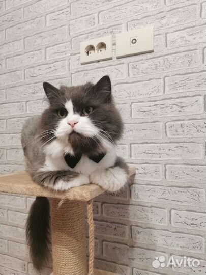 Коты в добрые руки