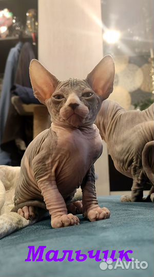 Канадский сфинкс котенок