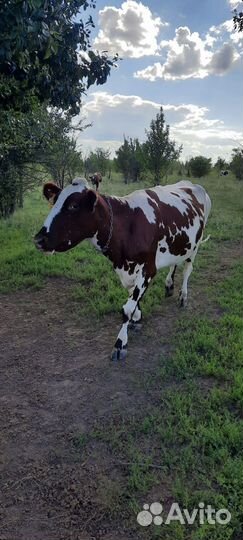 Племенные айршиские коровы