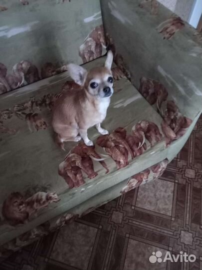 Передержка животных на время отпуска