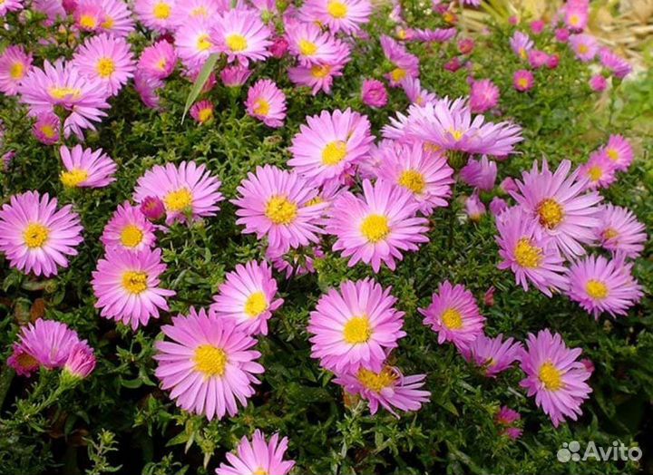 Садовые многолетники (цветы) хризантема