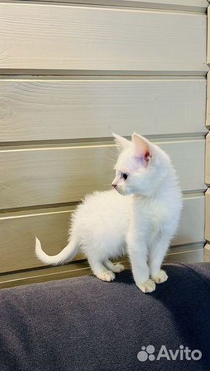 Котята корниш-рекс