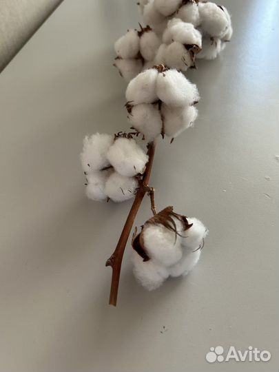 Ветка хлопка, декор