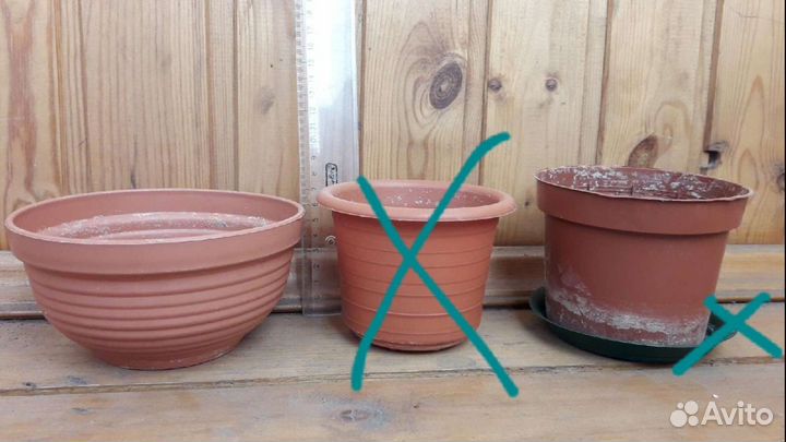 Гошки, кашпо