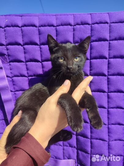 Красивый Котенок с идеальным характером