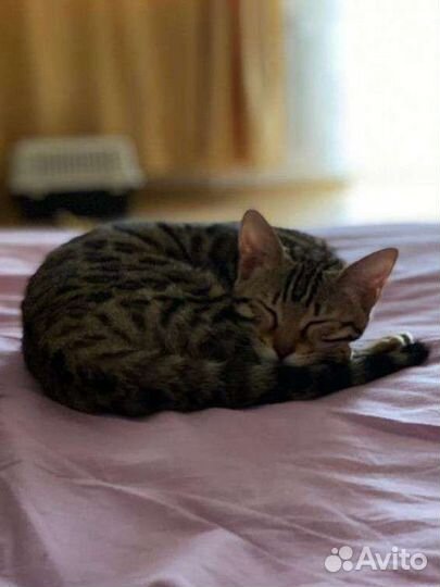 Бенгальская кошка стерелизованная
