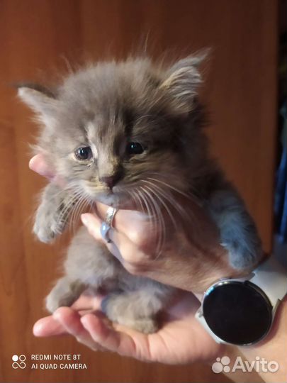Котик серенький, пушистый, 1 месяц, ласковый