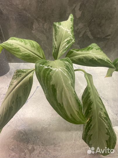 Аглаонема Сильвер Бэй