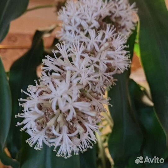 Пальма душистая юкка драцена фрагранс