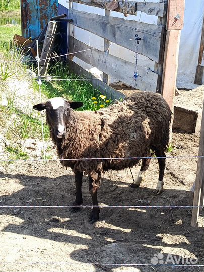Овцы 50 % дорпер