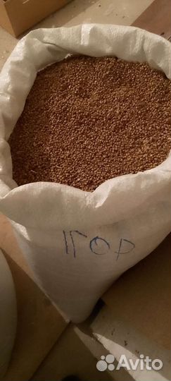 Семена кинзы