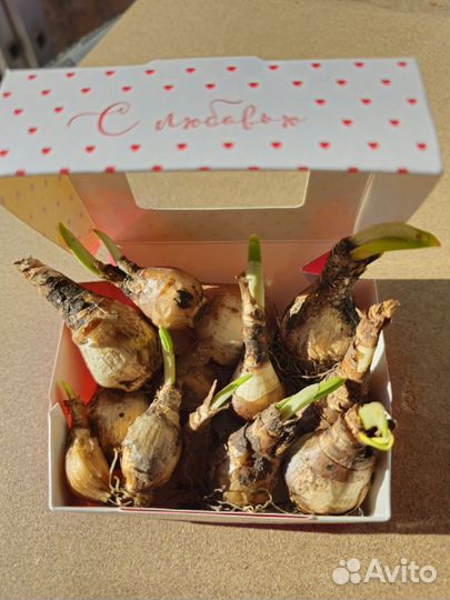 Ассорти нарциссов