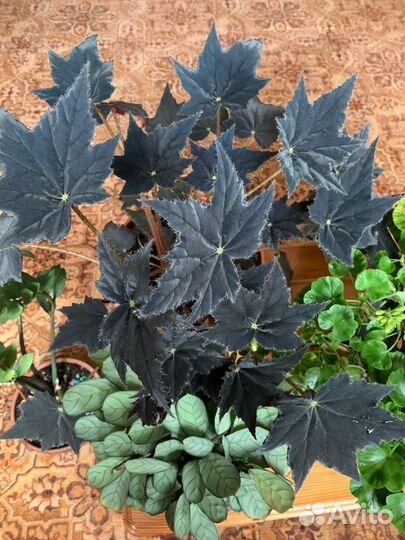 Бегония чёрный бархат