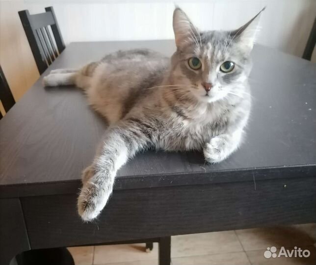 Кошечка-подросток в добрые руки